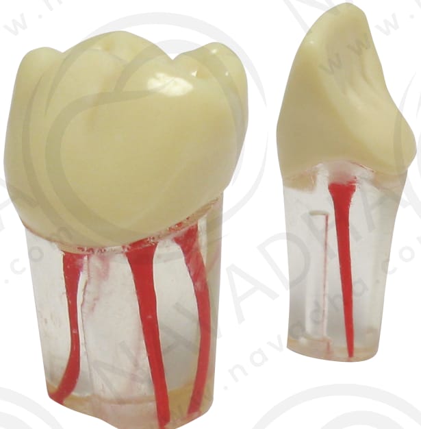 Anyang Yingpai Typodont Training Tooth Endo