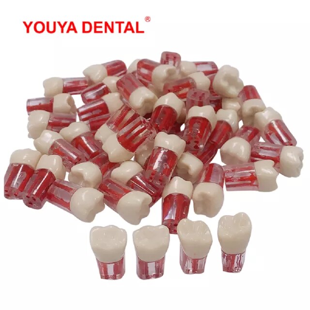 Anyang Yingpai Typodont Training Tooth Endo