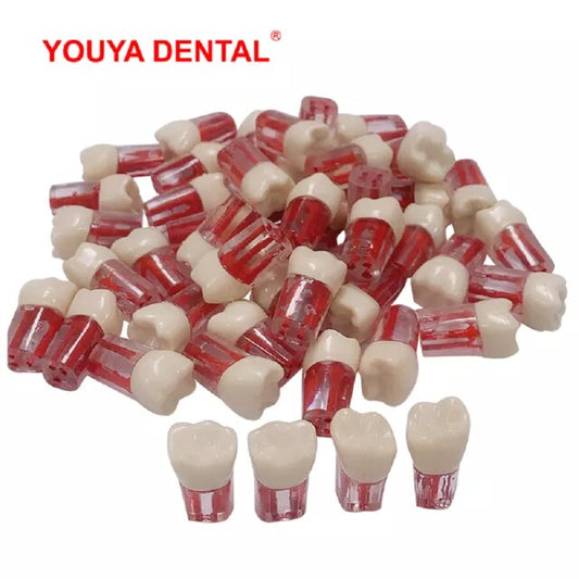 Anyang Yingpai Typodont Training Tooth Endo