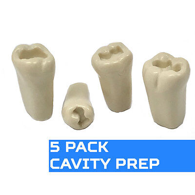 Anyang Yingpai Typodont Training Tooth Prostho