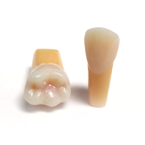 Anyang Yingpai Typodont Training Tooth Prostho